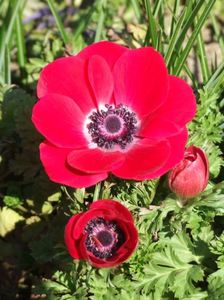 2014_anemone_4