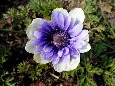 2014_anemone_7