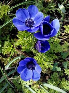 2014_anemone_10