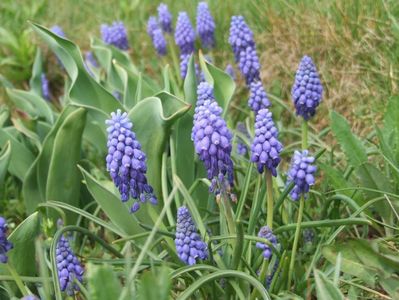 2014_muscari_3