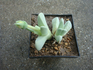 Cheiridopsis caroli-schmidtii (Dinter & Berger) N.E.Br. 1926.; Denumire acceptată. Origine: Africa de Sud (Great Namaqualand), Namibia.
