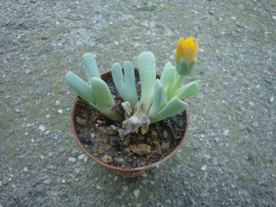 Cheiridopsis caroli-schmidtii (Dinter & Berger) N.E.Br. 1926.; Denumire acceptată. Origine: Africa de Sud (Great Namaqualand), Namibia.
