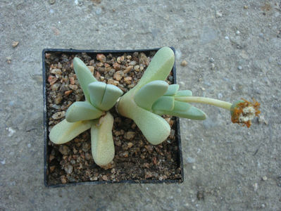 Cheiridopsis caroli-schmidtii (Dinter & Berger) N.E.Br. 1926.; Denumire acceptată. Origine: Africa de Sud (Great Namaqualand), Namibia.
