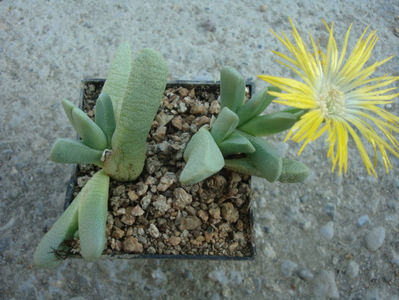 Cheiridopsis caroli-schmidtii (Dinter & Berger) N.E.Br. 1926.; Denumire acceptată. Origine: Africa de Sud (Great Namaqualand), Namibia.
