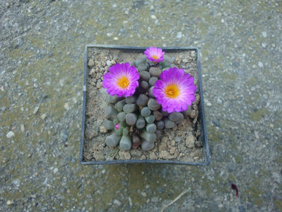 Frithia pulchra N.E.Br.1926.; Denumire acceptata. Origine: Africa de Sud: Magaliesberg de la Hartbeeshoek la Nature Reserve Rustenburg (Provincia Nord-Vest și în Gauteng)
