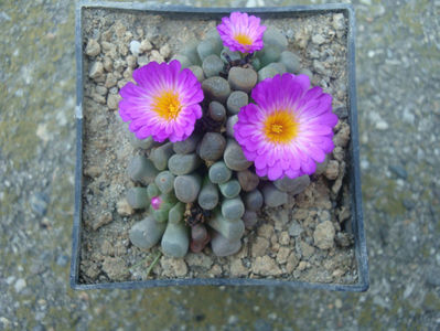 Frithia pulchra N.E.Br .1926.; Denumire acceptata. Origine: Africa de Sud: Magaliesberg de la Hartbeeshoek la Nature Reserve Rustenburg (Provincia Nord-Vest și în Gauteng)
