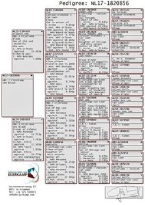 NL17-1820856 M