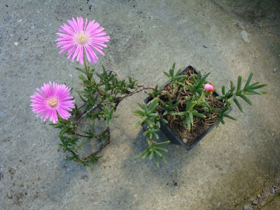 Lampranthus spectabilis (Haw.) N.E.Br.1930.; Denumire acceptata.
