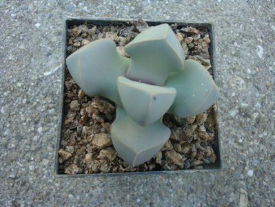 Lapidaria margaretae (Schwantes) Dinter & Schwantes 1927.; Denumire acceptata. Origine: Namibia (sud, zona Warmbad), Africa de Sud (Cape Provincia de Nord) suportă pană la -4 °C, creste în zone uscate, 250 mm pe an, la o altitudine de 660 până la 1100 de metr
