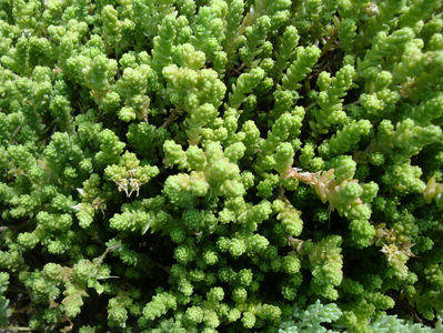 Sedum acre L. 1753.; Denumire acceptată.
