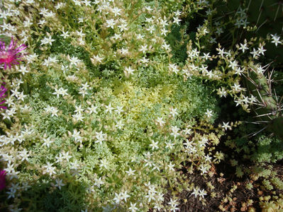 Sedum album L.1753.; Denumire acceptată.
