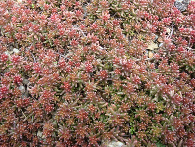 Sedum caeruleum L. 1771.; Denumire acceptată.
