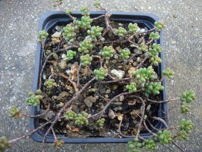 Sedum hirsutum All.1785.; Denumire acceptată.
