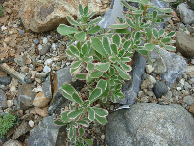 Sedum kamtschaticum ‘Variegatum’