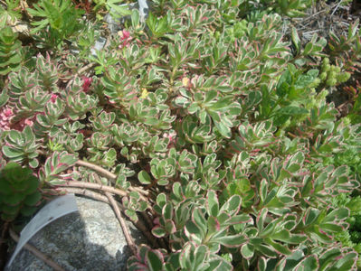 Sedum kamtschaticum ‘Variegatum’