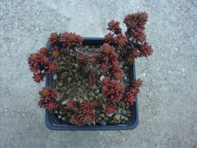 Sedum multiceps Coss. & Durieu 1862.; Denumire acceptată.
