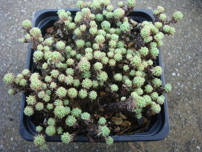 Sedum pallidum M.Bieb.1808.; Denumire acceptată.
