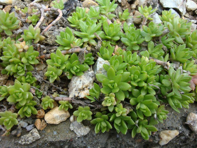 Sedum sarmentosum Bunge 1835.; Denumire acceptată.
