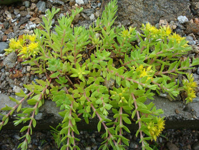 Sedum sarmentosum Bunge 1835.; Denumire acceptată.
