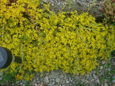 Sedum sarmentosum Bunge 1835.; Denumire acceptată.
