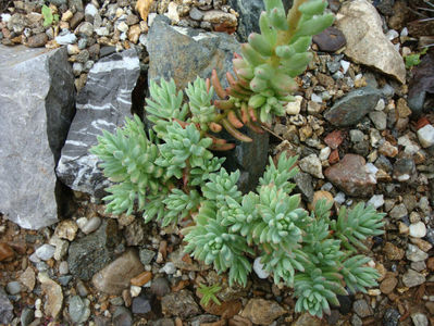 Sedum sediforme  (Jacq.) Pau 1909.; Denumire acceptată.
