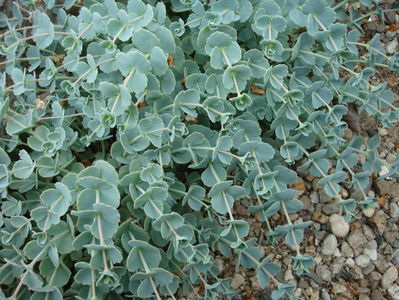 Sedum sieboldii Regel 1856.; Denumire acceptată.
