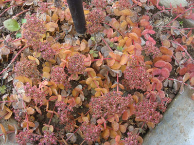 Sedum sieboldii Regel 1856.; Denumire acceptată.
