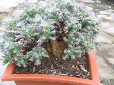 Trichodiadema densum Schwantes 1926.; Denumire acceptata. Origine: Africa de Sud (Cape Province, Willowmore)
