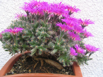 Trichodiadema densum Schwantes 1926.; Denumire acceptata. Origine: Africa de Sud (Cape Province, Willowmore)
