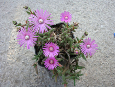 Trichodiadema stellatum Schwantes 1926.; Denumire acceptata. Origine: Africa de Sud (Karoo Little)
