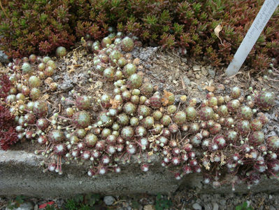 Sempervivum arachnoideum L.1753.; Denumire acceptata.
