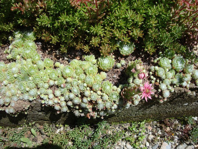 Sempervivum arachnoideum L.1753; Denumire acceptata.
