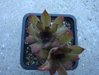 Sempervivum 'Brownii'