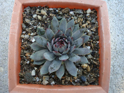 Sempervivum cv. Blue Boy