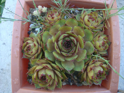 Sempervivum 'Emerald Empress'