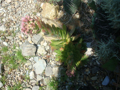 Sempervivum montanum L.1753.; Denumire acceptata.
