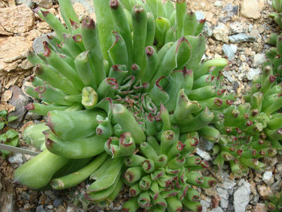 Sempervivum tectorum cv. Oditty.