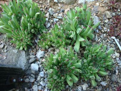 Sempervivum tectorum cv. Oditty.