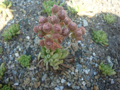 Sempervivum tectorum cv. Oditty.