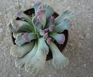 Titanopsis calcarea (Marl.) Schwantes 1926.; Denumire acceptata. Habitat: Africa de Sud; Northern Cape (-4°C)
