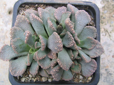 Titanopsis calcarea (Marl.) Schwantes 1926.; Denumire acceptata. Habitat: Africa de Sud; Northern Cape (-4°C)
