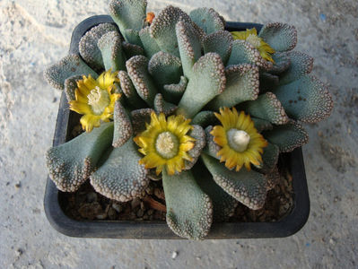 Titanopsis calcarea (Marl.) Schwantes 1926.; Denumire acceptata. Habitat: Africa de Sud; Northern Cape (-4°C)
