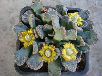 Titanopsis calcarea (Marl.) Schwantes 1926.; Denumire acceptata. Habitat: Africa de Sud; Northern Cape (-4°C)
