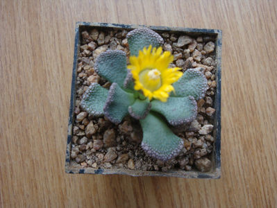 Titanopsis fulleri Tischer 1935.; Denumire acceptata. Habitat: Africa de Sud;  Westem Capre (-4°C)
