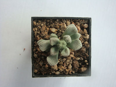 Titanopsis luderitzii Tischer 1987.; Denumire acceptata. Habitat: Africa de Sud; Great Namaqualand, Namibia (-4°C)
