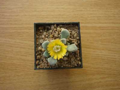 Titanopsis luderitzii Tischer 1987.; Denumire acceptata. Habitat: Africa de Sud; Great Namaqualand, Namibia (-4°C)
