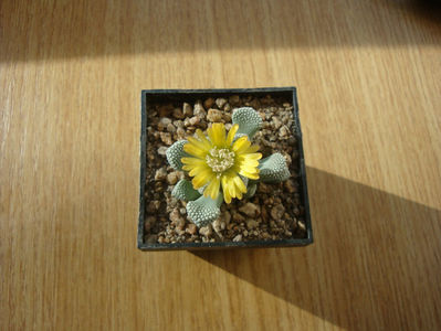 Titanopsis luderitzii Tischer 1987.; Denumire acceptata. Habitat: Africa de Sud; Great Namaqualand, Namibia (-4°C)
