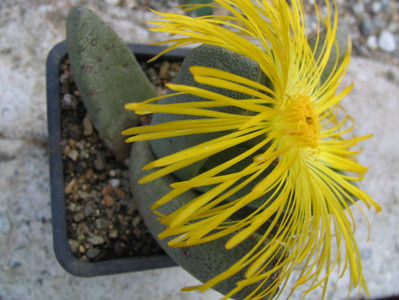 Pleiospilos compactus (Aiton) Schwantes 1927.; Habitat; Africa de Sud (Cape Province -5°C)
