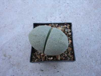 Pleiospilos nelii Schwantes 1930.; Habitat; Africa de Sud (Cape Province -5°C)
