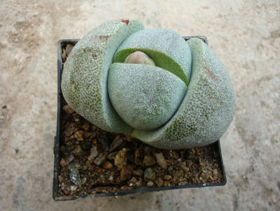 Pleiospilos nelii Schwantes 1930.; Habitat; Africa de Sud (Cape Province -5°C)
